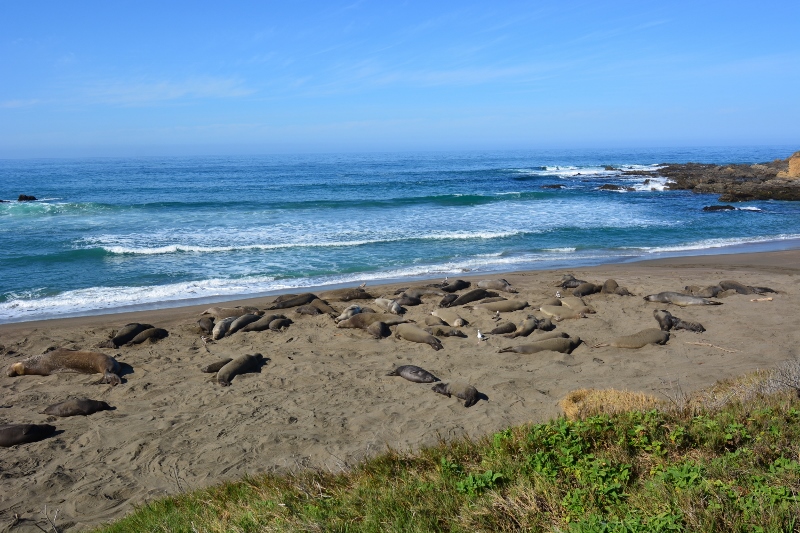 A secluded section of beach off the Boucher Trail was occupied by two small groups of elephant seals. Photo by author Steven T. Callan.