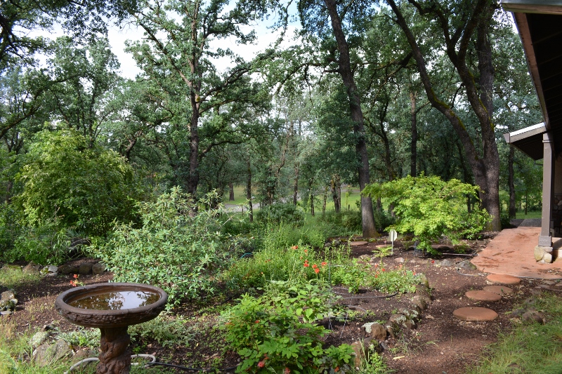 Author Steven T. Callan's front yard is filled with rock gardens of wildlife-friendly plants.