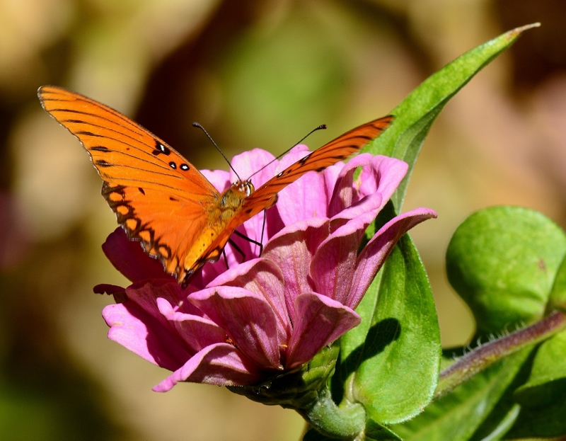 A Gulf fritillary rests on a Zinnia in the garden of author Steven T. Callan.