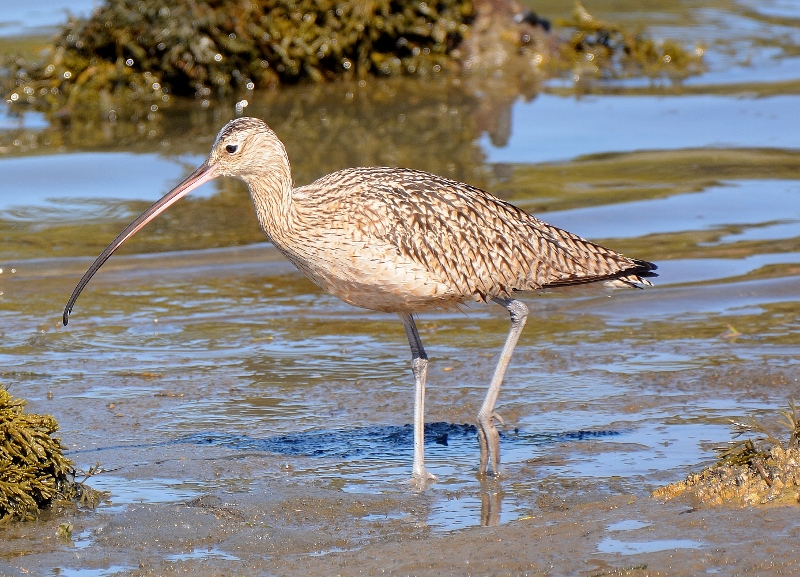 This long-billed curlew looks much like a marbled godwit, except for its slightly larger size and downward-pointing bill. Photo by author Steven T. Callan.