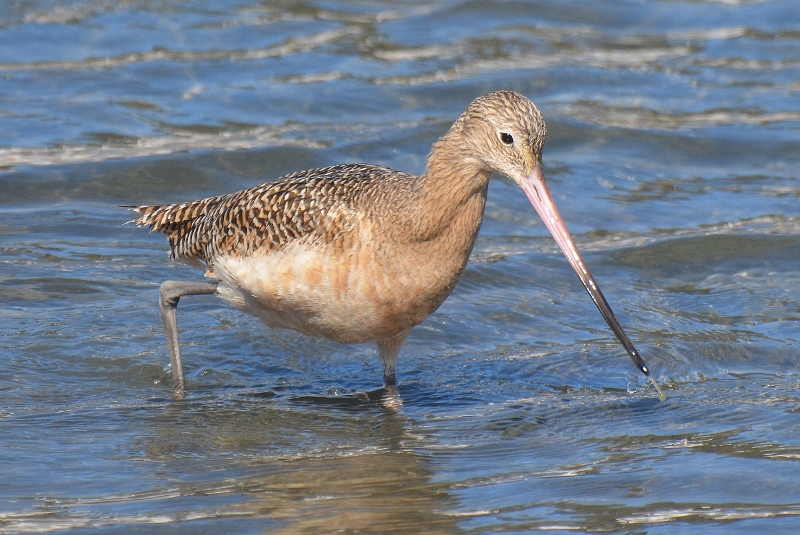 Shorebirds, like this marbled godwit, were busy probing the mudflats for small organisms during our visit to the Morro Bay National Estuary. Photo by author Steven T. Callan.
