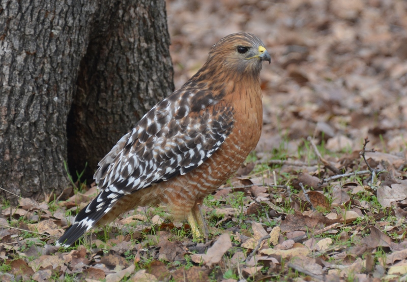 A red-shouldered hawk visits the backyard of author Steven T. Callan.