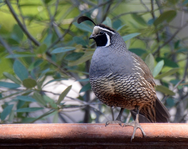 A rooster quail stands guard in the garden of author Steven T. Callan.