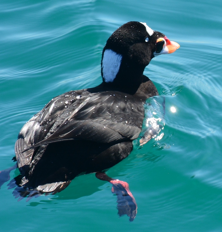 A surf scoter dives for clams at the William Randolph Hearst Memorial State Beach. Photo by author Steven T. Callan.