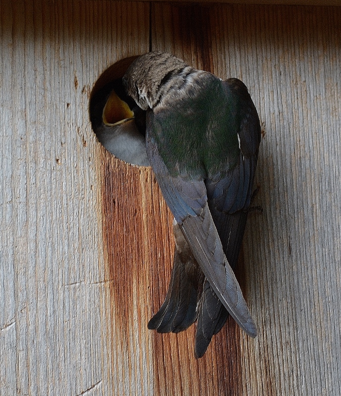 A violet-green swallow feeds its young in the backyard of author Steven T. Callan.