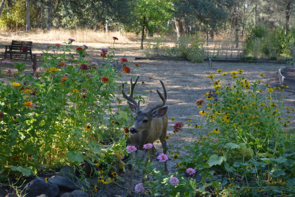 A Columbian black-tailed buck stands among the zinnias in the garden of author Steven T. Callan in Shasta County.