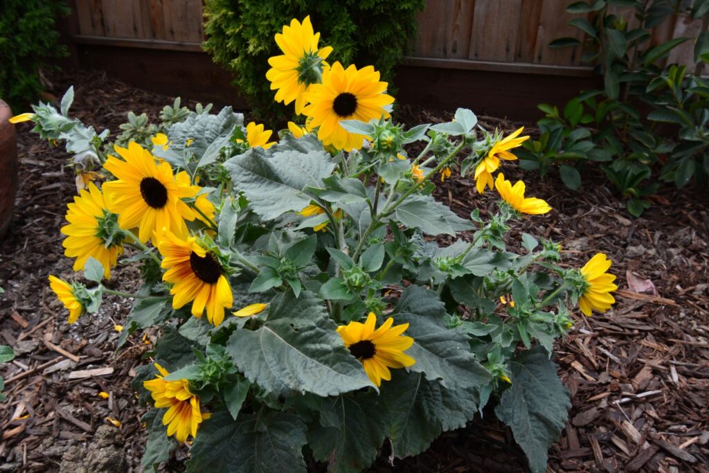 Author Steven T. Callan and his wife, Kathy, plan to plant several sunflower plants in their wildlife garden next year.