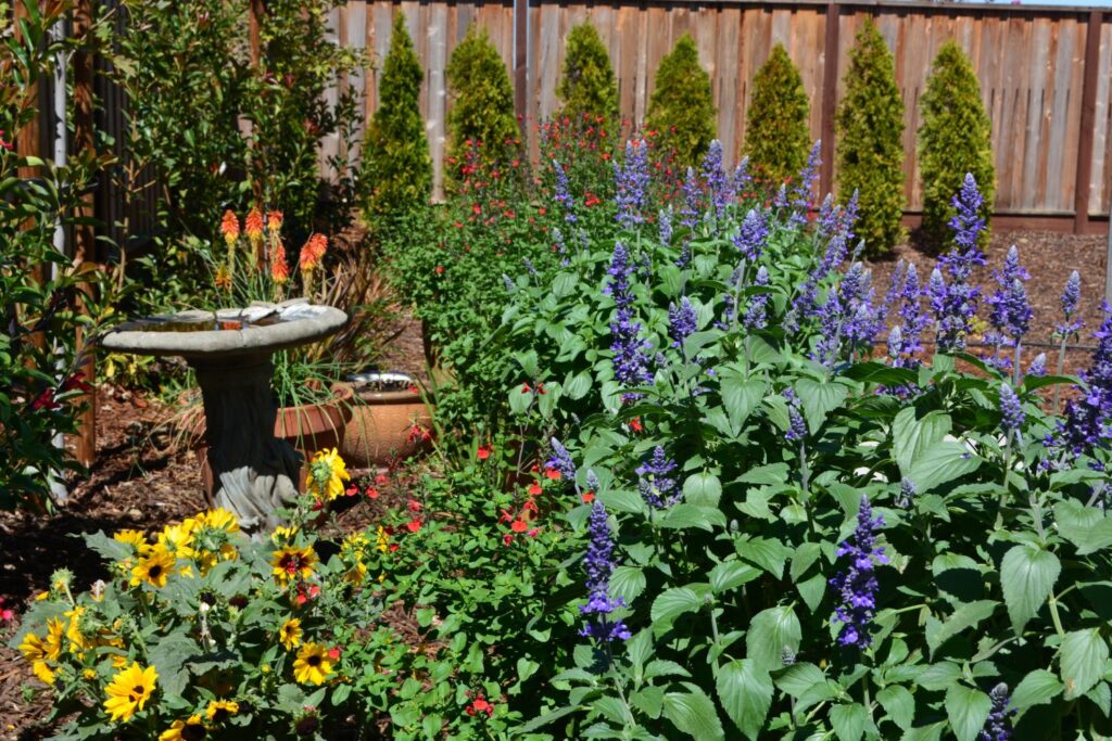 Author Steven T. Callan has filled his new garden with wildlife-friendly flowering plants and birdbaths.