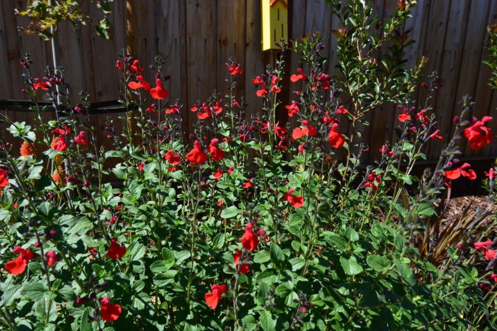 A Salvia greggii 'Royal Bumble' plant graces the new wildlife garden of Author Steven T. Callan.